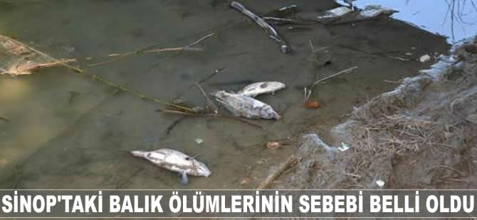Sinop'taki balık ölümlerinin sebebi belli oldu