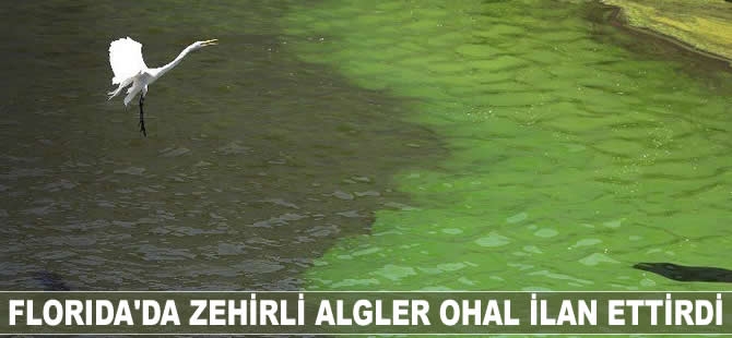 Florida'da zehirli algler OHAL ilan ettirdi
