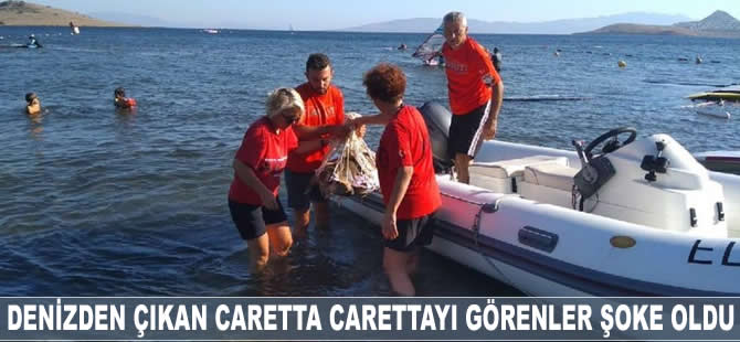 Denizden çıkan caretta carettayı görenler şoke oldu