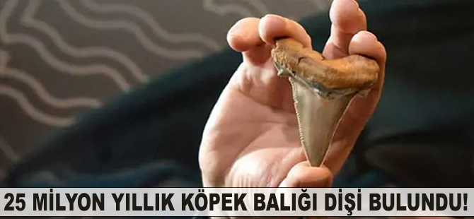 25 milyon yıllık köpek balığı dişi bulundu!