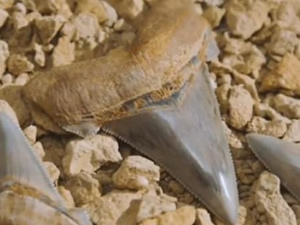 25 milyon yıllık köpek balığı dişi bulundu!