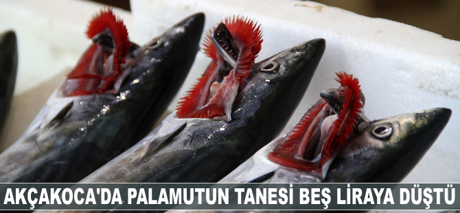 Akçakoca'da palamutun tanesi beş liraya düştü