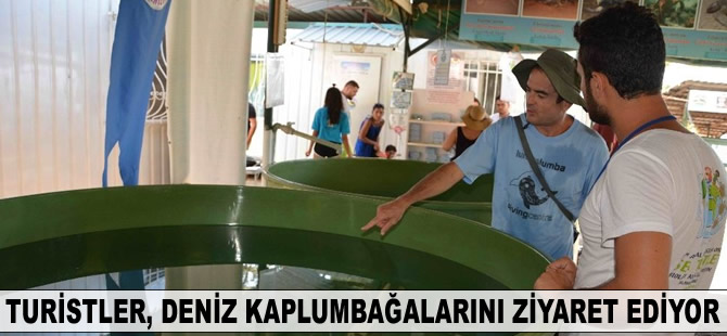 Yerli ve yabancı turistler deniz kaplumbağalarını ziyaret ediyor