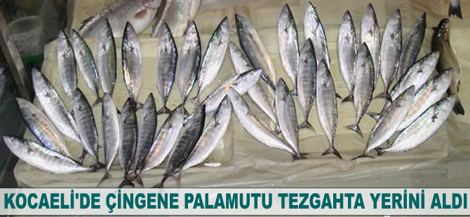 Çingene palamutu tezgahta yerini aldı