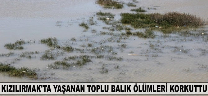 Kızılırmak’ta yaşanan toplu balık ölümleri korkuttu