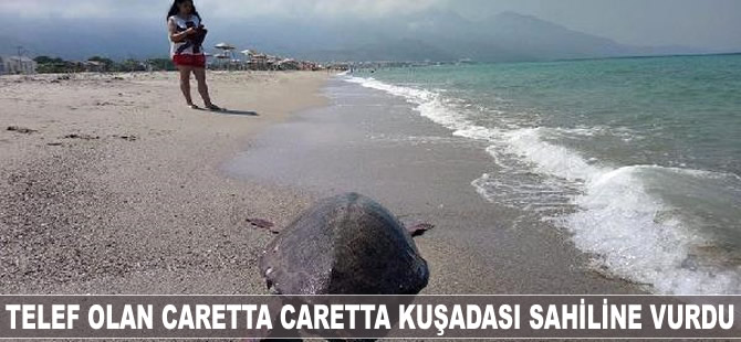 Telef olan caretta caretta Kuşadası sahiline vurdu