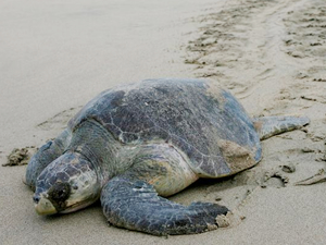 Meksika kıyılarına 113 deniz kaplumbağası vurdu