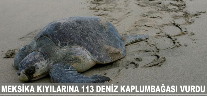 Meksika kıyılarına 113 deniz kaplumbağası vurdu