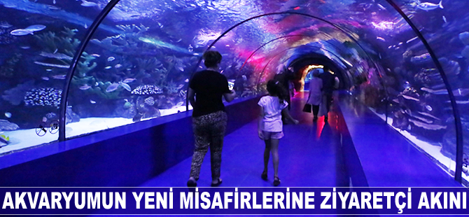 Akvaryumun yeni misafirlerine ziyaretçi akını