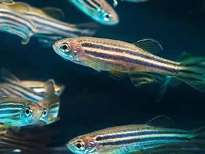 Zebra balığı, Alzheimer için umut oldu