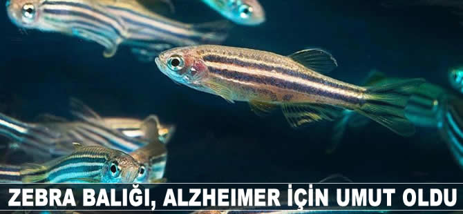 Zebra balığı, Alzheimer için umut oldu