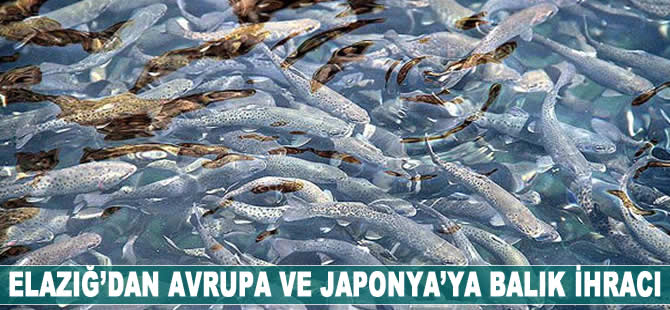 Elazığ'dan Avrupa ve Japonya'ya balık ihracatı