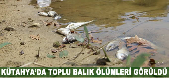 Kütahya'da toplu balık ölümleri görüldü