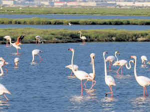 Gediz Deltası’nda flamingolar kazandı