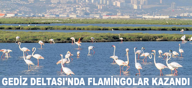 Gediz Deltası’nda flamingolar kazandı
