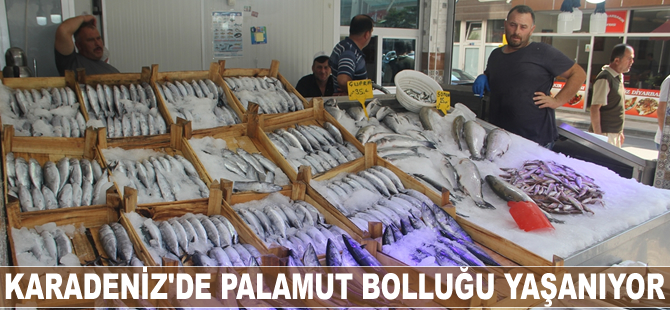 Karadeniz'de palamut bolluğu yaşanıyor