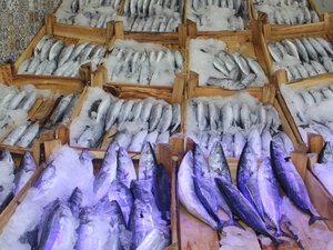 Karadeniz'de palamut bolluğu yaşanıyor