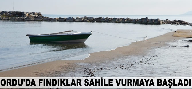 Ordu'da fındıklar sahile vurmaya başladı