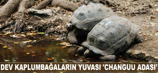 Dev kaplumbağaların yuvası 'Changuu Adası'