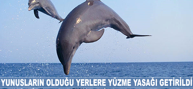 Yunusların olduğu yerlere yüzme yasağı getirildi