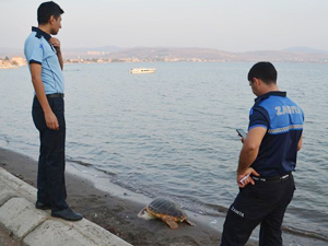 Aliağa sahilinde telef olan caretta caretta bulundu