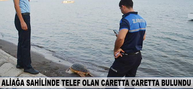 Aliağa sahilinde telef olan caretta caretta bulundu
