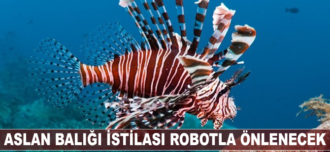Aslan balığı istilası robotla önlenecek