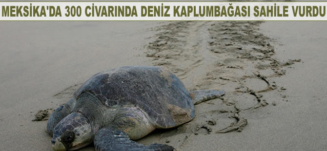 Meksika'da 300 civarında deniz kaplumbağası sahile vurdu
