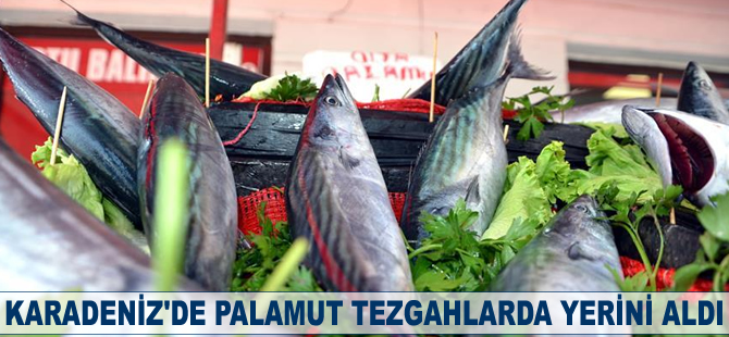 Karadeniz'de palamut tezgahlarda yerini aldı