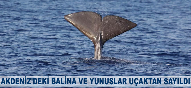 Akdeniz'deki balina ve yunuslar uçaktan sayıldı