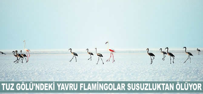 Tuz Gölü’nde yavru flamingolar susuzluktan ölüyor