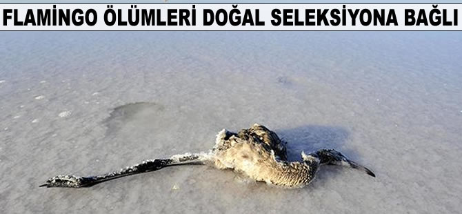 Tuz Gölü'ndeki flamingo ölümleri doğal seleksiyona bağlı