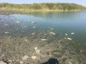 Uyuz Gölü'nde binlerce balık telef oldu!