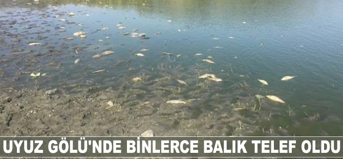 Uyuz Gölü'nde binlerce balık telef oldu!