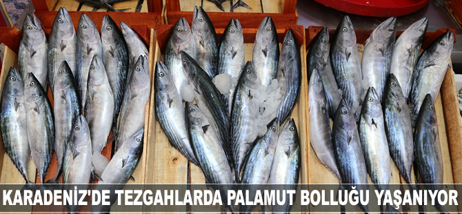 Karadeniz'de tezgahlarda palamut bolluğu yaşanıyor