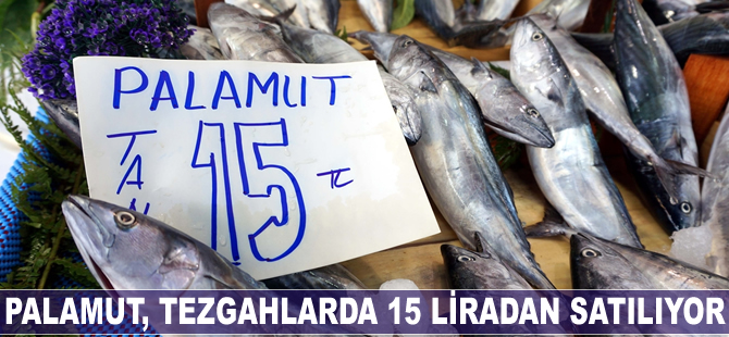 Palamut, tezgahlarda 15 liradan satılıyor