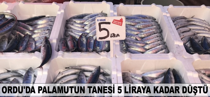Palamutun tanesi 5 liraya düştü