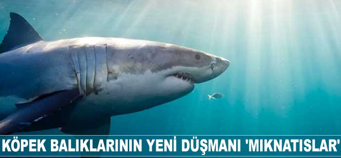 Köpek balıklarının yeni düşmanı 'Mıknatıslar'