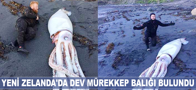 Yeni Zelanda'da dev mürekkep balığı bulundu