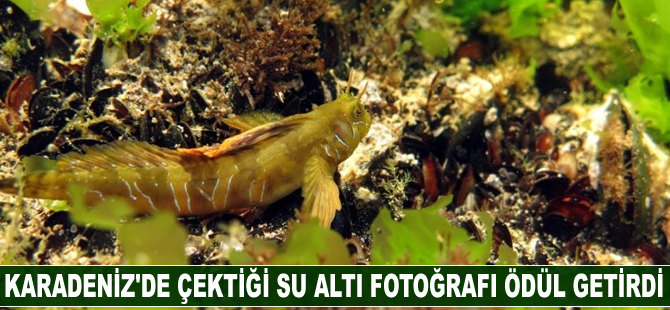 Karadeniz'de çektiği su altı fotoğrafı ödül getirdi