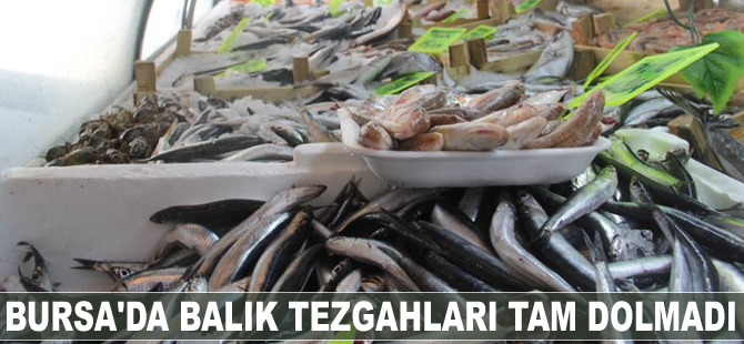 Bursa'da balık tezgahları tam dolmadı