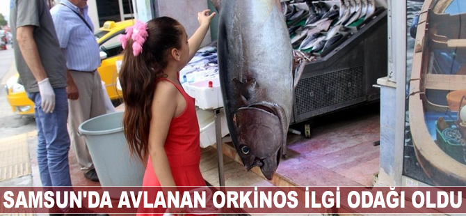 Samsun'da avlanan orkinos ilgi odağı oldu