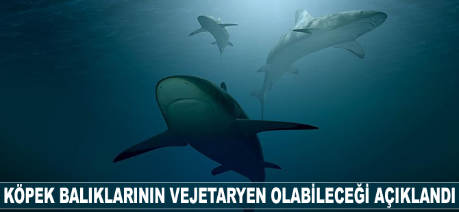 Köpek balıkları vejetaryen olabiliyor