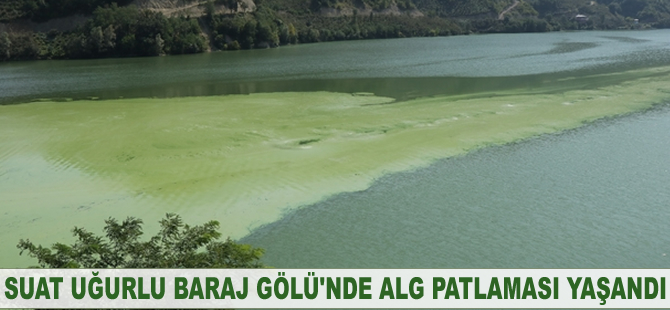 Suat Uğurlu Baraj Gölü'nde alg patlaması yaşandı