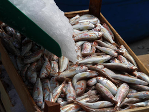 Batı Karadeniz'de balık bolluğu yaşanıyor
