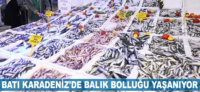 Batı Karadeniz'de balık bolluğu yaşanıyor