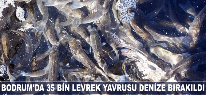 Bodrum'da 35 bin levrek yavrusu denize bırakıldı