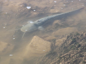 Kızılırmak'ta toplu balık ölümleri yaşandı