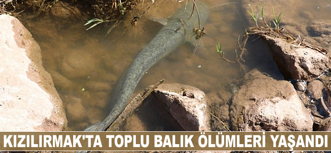 Kızılırmak'ta toplu balık ölümleri yaşandı