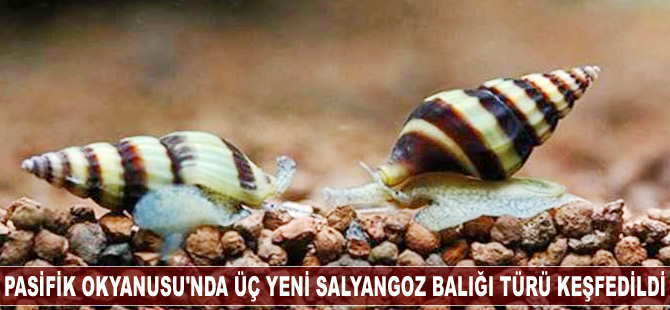 Pasifik Okyanusu'nda üç yeni salyangoz balığı türü keşfedildi